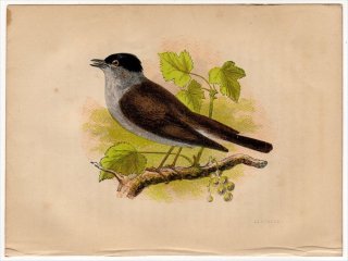 1852ǯ Pratt Our Native Songsters ޥʥ ॷ° ॷ Blackcap