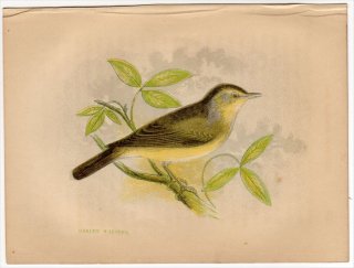 1852ǯ Pratt Our Native Songsters ॷ ॷ° ˥ॷ Garden Warbler