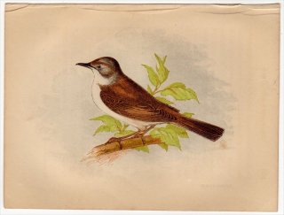 1852ǯ Pratt Our Native Songsters ॷ ॷ° Υɥॷ Whitethroat