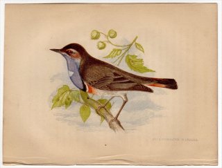 1852年 Pratt Our Native Songsters ツグミ科 サヨナキドリ属 オガワコマドリ Blue-throated Warbler