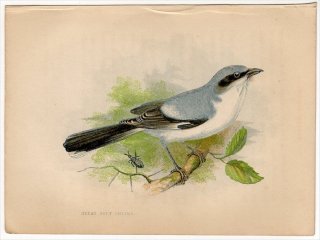 1852年 Pratt Our Native Songsters モズ科 モズ属 オオモズ Great Grey Shrike