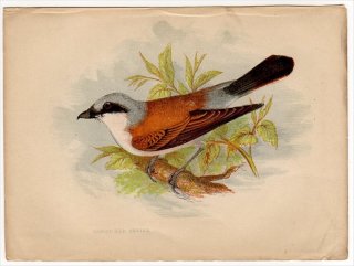 1852年 Pratt Our Native Songsters モズ科 モズ属 セアカモズ Red-backed Shrike