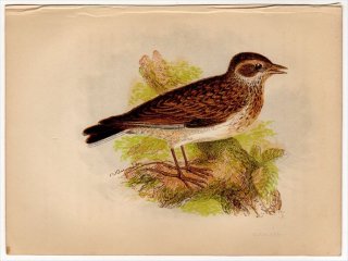 1852年 Pratt Our Native Songsters ヒバリ科 モリヒバリ属 モリヒバリ Woodlark