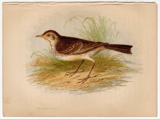 1852ǯ Pratt Our Native Songsters 쥤 ҥХ° ޥߥҥХ Richard's Pipit