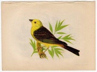 1852ǯ Pratt Our Native Songsters ۥ ۥ° Υ Yellow Bunting