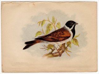 1852ǯ Pratt Our Native Songsters ۥ ۥ°  Reed Bunting