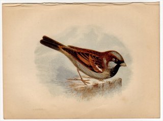 1852年 Pratt Our Native Songsters スズメ科 スズメ属 イエスズメ Sparrow