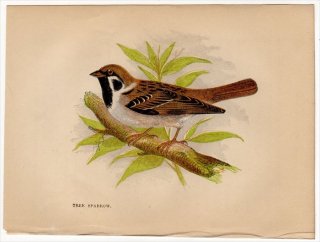 1852年 Pratt Our Native Songsters スズメ科 スズメ属 スズメ Tree Sparrow