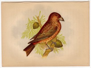 1852ǯ Pratt Our Native Songsters ȥ °  Crossbill