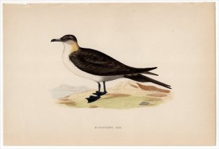 1870ǯ Morris ѹĻ ȥ ȥ° ȥ RICHARDSON'S SKUA