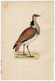1870年 Morris 英国鳥類史 ノガン科 フサエリショウノガン属 サバクフサエリショウノガン MACQUEEN'S BUSTARD