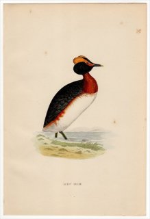 1870年 Morris 英国鳥類史 カイツブリ科 カイツブリ属 カイツブリ DUSKY GREBE