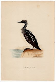 1870年 Morris 英国鳥類史 アビ科 アビ属 オオハム BLACK-THROATED DIVER
