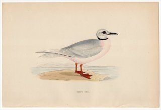 1870年 Morris 英国鳥類史 カモメ科 ヒメクビワカモメ属 ヒメクビワカモメ ROSS'S GULL