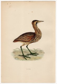 1870年 Morris 英国鳥類史 サギ科 サンカノゴイ属 サンカノゴイ BITTERN