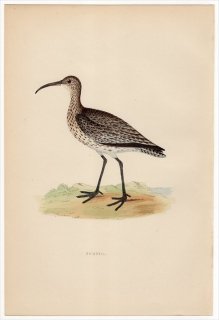 1870年 Morris 英国鳥類史 シギ科 ダイシャクシギ属 チュウシャクシギ WHIMBREL