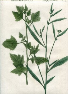 1737年 Weinmann 花譜 N.202 ヒユ科 ハマアカザ属 ホソバハマアカザ アカバアカザ属 アカバアカザ