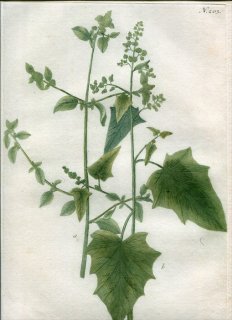 1737年 Weinmann 花譜 N.203 ヒユ科 ハマアカザ属 Atriplex 2種