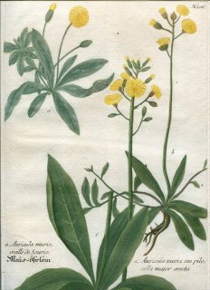 1737年 Weinmann 花譜 N.206 キク科 ヤナギタンポポ属 3種 Auricula muris