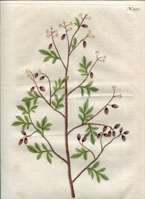 1737年 Weinmann 花譜 N 223 ツリフネソウ科 ツリフネソウ属 ホウセンカの一種 アンティークプリント ボタニカルアート 博物画の通販サイト Spirito Di Artigiano 1737年 Weinmann 花譜 N 223 ツリフネソウ科 ツリフネソウ属 ホウセンカの一種 アンティークプリント ボタニカルアート 博物画の通販サイト Spirito Di Artigiano