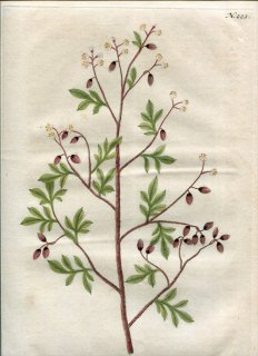 1737年 Weinmann 花譜 N.223 ツリフネソウ科 ツリフネソウ属 ホウセンカの一種