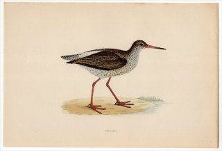 1870ǯ Morris ѹĻ  °  REDSHANK