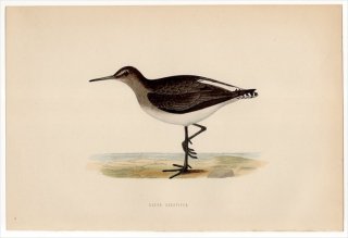 1870年 Morris 英国鳥類史 シギ科 クサシギ属 クサシギ GREEN SANDPIPER