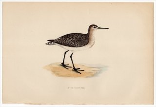 1870ǯ Morris ѹĻ  ° ֥ WOOD SANDPIPER