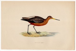 1870ǯ Morris ѹĻ  ° ϥ BAR-TAILED GODWIT