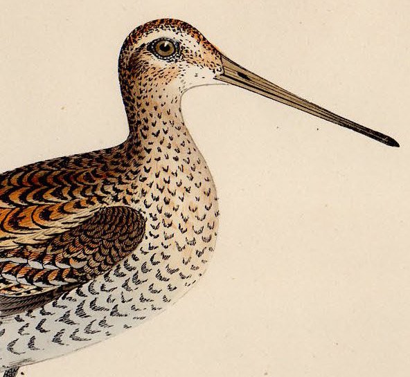 1870年 Morris 英国鳥類史 シギ科 タシギ属 ヨーロッパジシギ GREAT SNIPE - アンティークプリント ボタニカルアート  博物画の通販サイト Spirito di Artigiano