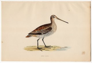 1870年 Morris 英国鳥類史 シギ科 タシギ属 ヨーロッパジシギ GREAT SNIPE