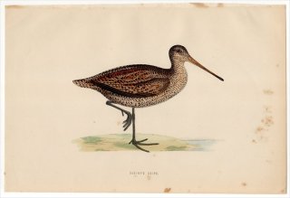 1870年 Morris 英国鳥類史 シギ科 タシギ属 タシギ SABINE'S SNIPE