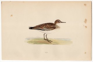 1870年 Morris 英国鳥類史 シギ科 オバシギ属 ヒレアシトウネン PEEP