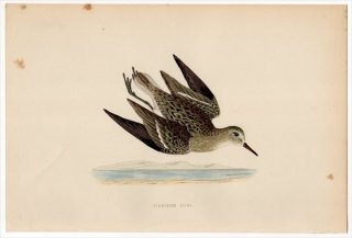 1870年 Morris 英国鳥類史 シギ科 オバシギ属 オジロトウネン TEMMINCK'S STINT