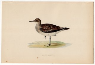 1870年 Morris 英国鳥類史 シギ科 オバシギ属 コシジロウズラシギ SCHINZ'S SANDPIPER