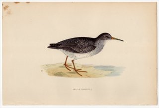 1870ǯ Morris ѹĻ  Х° 饵ϥޥ PURPLE SANDPIPER