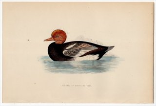 1870ǯ Morris ѹĻ  ϥϥ° ϥϥ RED-CRESTED WHISTLING DUCK