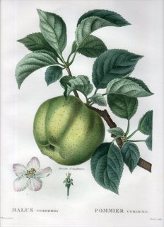 1819ǯ Du Monceau Nouveau Traite des Arbres Fruitiers No.14 Х ° MALUS communis