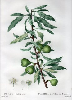 1819ǯ Du Monceau Nouveau Traite des Arbres Fruitiers No.15 Х ʥ° ʥХʥ PYRUS Salicifolia