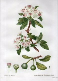 1819ǯ Du Monceau Nouveau Traite des Arbres Fruitiers No.16 Х ʥ° PYRUS Sinai