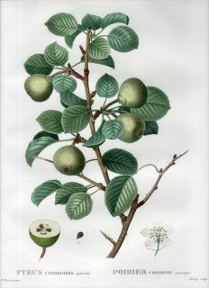 1819ǯ Du Monceau Nouveau Traite des Arbres Fruitiers No.18 Х ʥ° PYRUS communis sylvestris