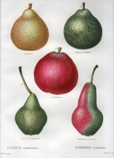 1819ǯ Du Monceau Nouveau Traite des Arbres Fruitiers No.22 Х ʥ° PYRUS communis