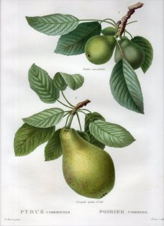1819ǯ Du Monceau Nouveau Traite des Arbres Fruitiers No.23 Х ʥ° PYRUS communis