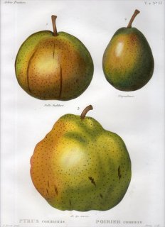 1819ǯ Du Monceau Nouveau Traite des Arbres Fruitiers No.33 Х ʥ° PYRUS communis