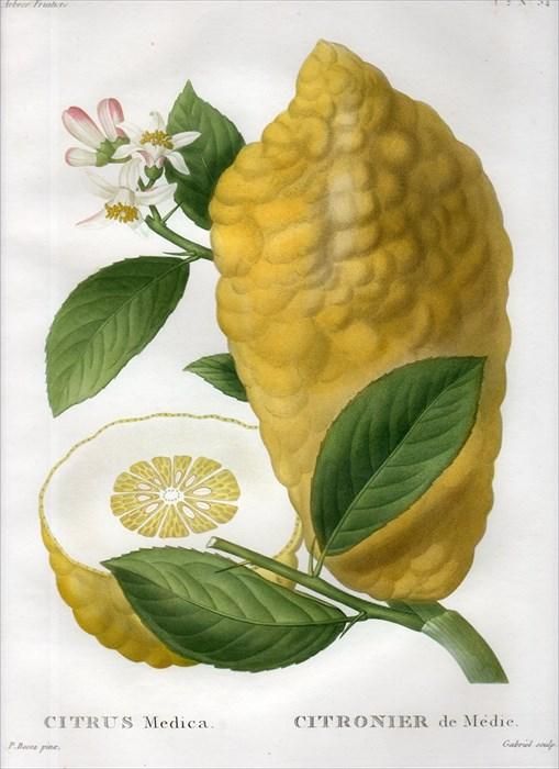 1819年 Du Monceau Nouveau Traite Des Arbres Fruitiers No 34 ミカン科 ミカン属 シトロン Citrus Medica アンティークプリント ボタニカルアート 博物画の通販サイト Spirito Di Artigiano 1819年 Du Monceau Nouveau Traite Des Arbres Fruitiers No 34 ミカン科 ミカン属 シトロン Citrus Medica アンティークプリント ボタニカルアート 博物画の通販サイト Spirito Di Artigiano