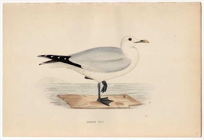 1870年 Morris 英国鳥類史 カモメ科 カモメ属 カモメ Common Gull アンティークプリント ボタニカルアート 博物画の通販サイト Spirito Di Artigiano 1870年 Morris 英国鳥類史 カモメ科 カモメ属 カモメ Common Gull アンティークプリント ボタニカルアート 博物画の通販サイト Spirito Di Artigiano