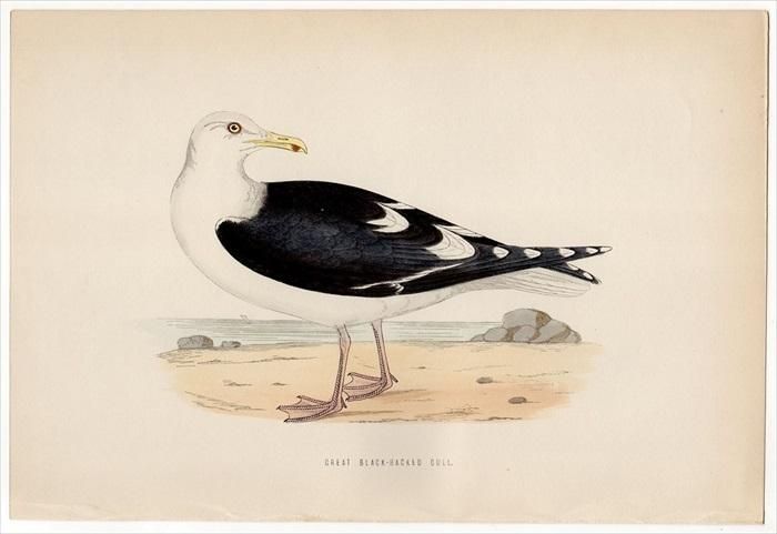 1870年 Morris 英国鳥類史 カモメ科 カモメ属 オオカモメ Great Black Backed Gull アンティークプリント ボタニカルアート 博物画の通販サイト Spirito Di Artigiano