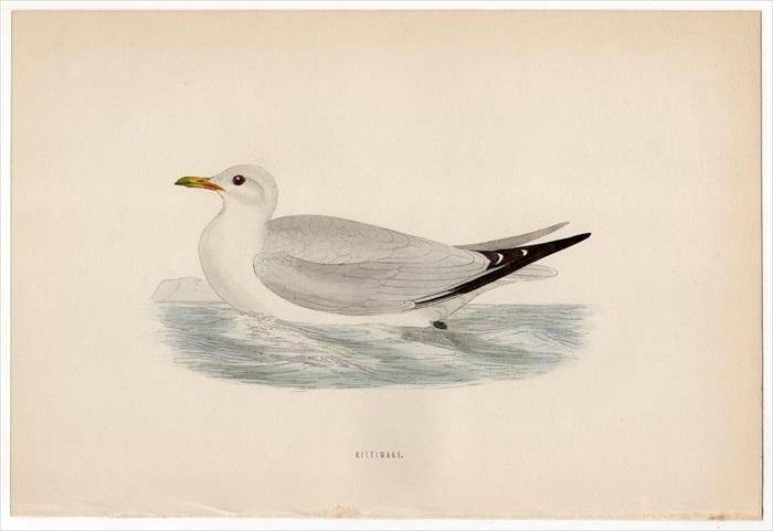 1870年 Morris 英国鳥類史 カモメ科 ミツユビカモメ属 ミツユビカモメ Kittiwake アンティークプリント ボタニカルアート 博物画の通販サイト Spirito Di Artigiano 1870年 Morris 英国鳥類史 カモメ科 ミツユビカモメ属 ミツユビカモメ Kittiwake アンティークプリント ボタニカルアート 博物画の通販サイト Spirito Di Artigiano