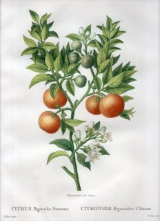 1819年 Du Monceau Nouveau Traite des Arbres Fruitiers No.37 ミカン科 ミカン属 CITRUS Bigaradia Sinensis
