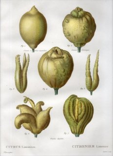 1819年 Du Monceau Nouveau Traite des Arbres Fruitiers No.39 ミカン科 ミカン属 レモン CITRUS Limonium